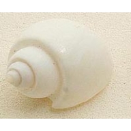 Coquillages H&eacute;lice