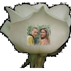 Rose personnalis�e photo , texte ou logo