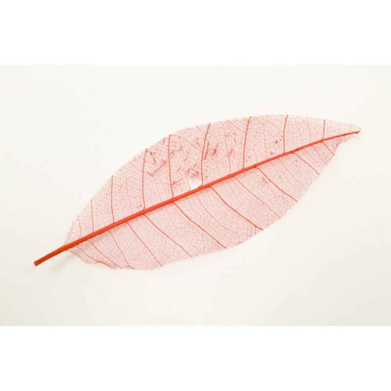 Feuille naturel skeleton par 12