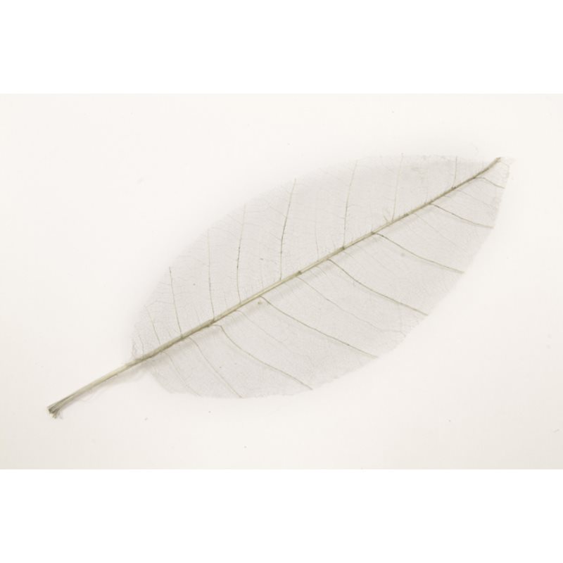 Feuille naturel skeleton par 12