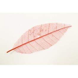 Feuille naturel skeleton par 12